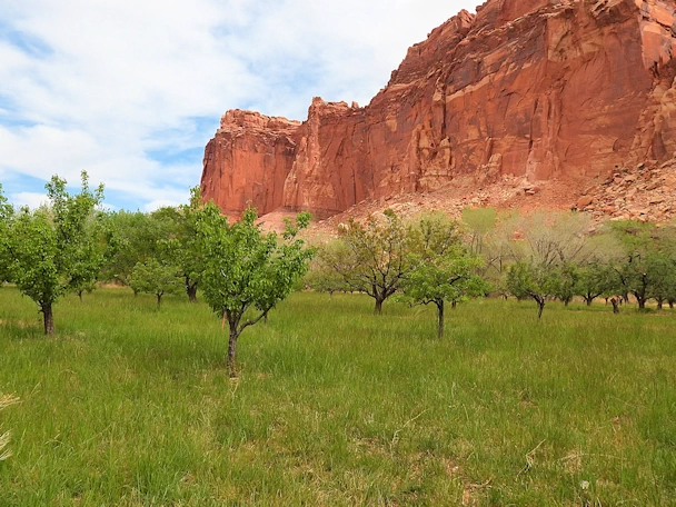 Capitol Reef National Park - Part of a 16 day loop itinerary thru Colorado and Utah - get visitor information, photos and details to help make your trip a success.