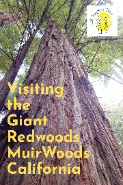 Muir Woods