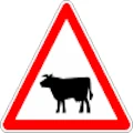 Cattle crossing ahead sign