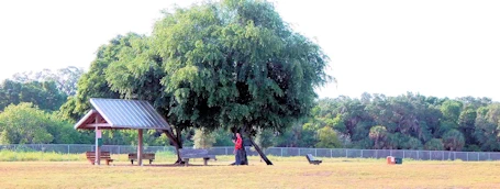 Puppy Playtime in Sarasota - Unleash Your Pup at Lakeview Dog Park