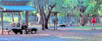 Unleashed Fun on Siesta Key - Brohard Beach Dog Park Sarasota