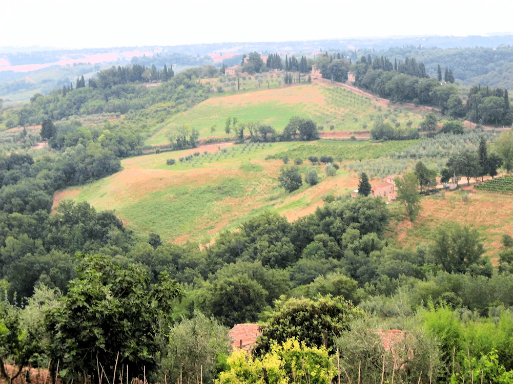Surrounded by Vineyards
