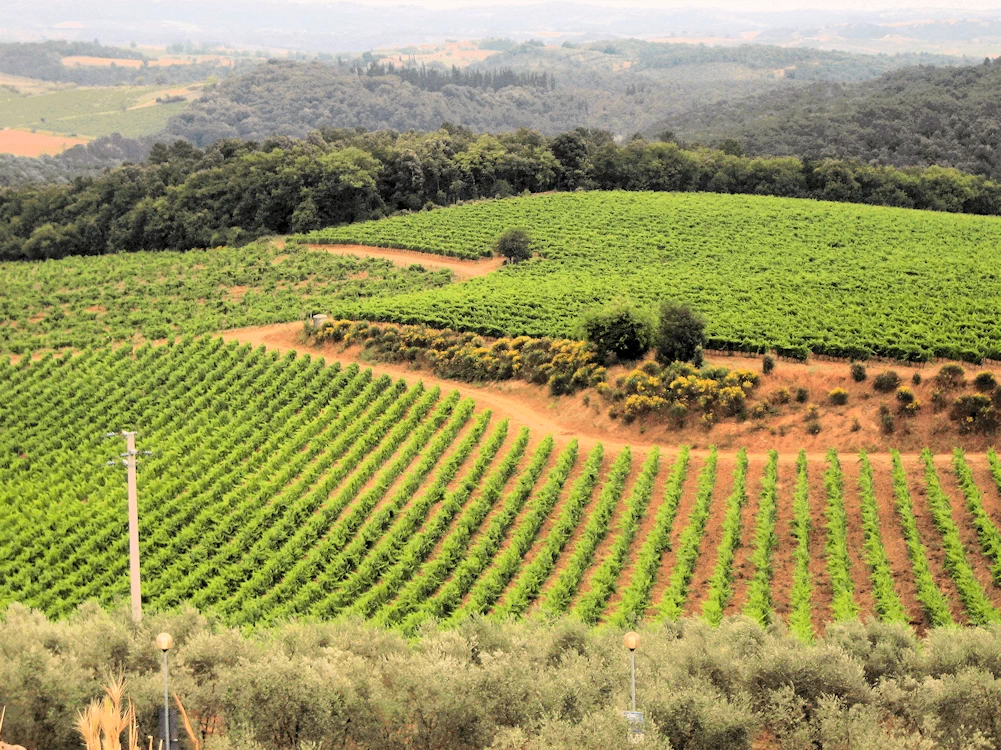 Surrounded by Vineyards