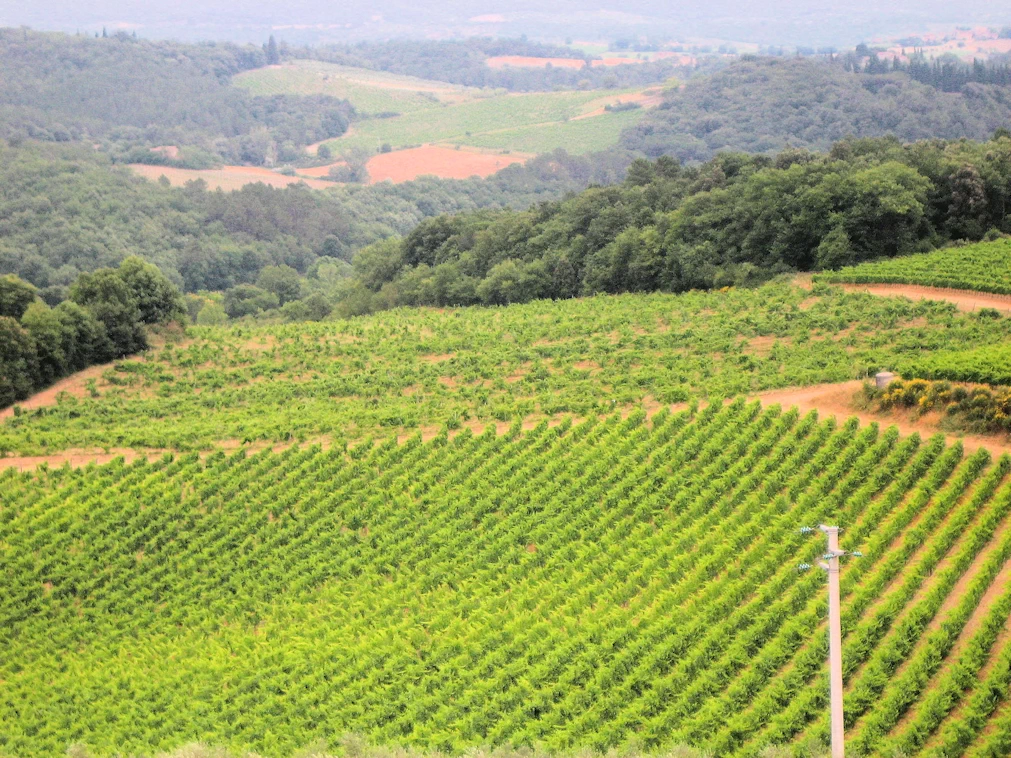 Surrounded by Vineyards