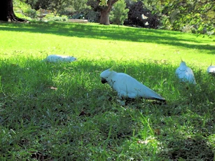 Sydney, Australia Image Gallery