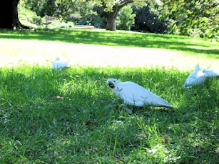 Sydney, Australia Image Gallery
