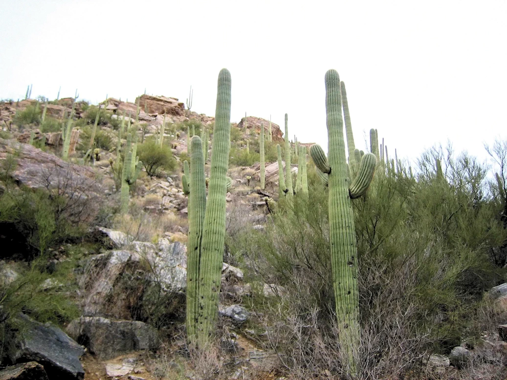 A description and images from an Arizona Adventure