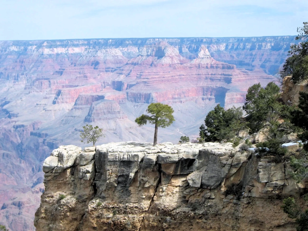 Trees Growing out of Solid Rock
