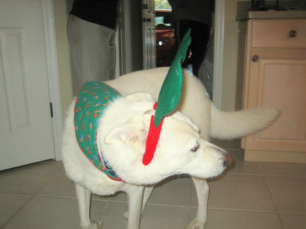 Do You like my Hat?