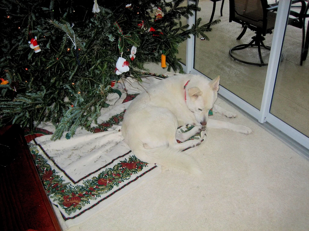 Casey guarding the Christmas Tree