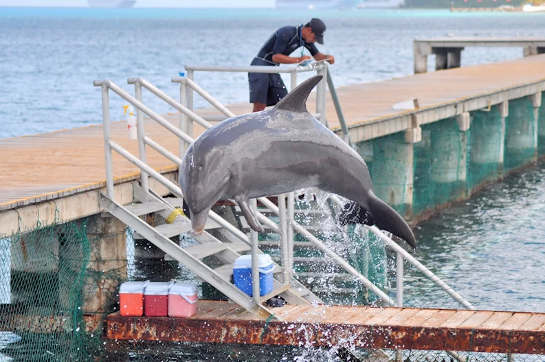 Dolphin Discovery Cozumel Island