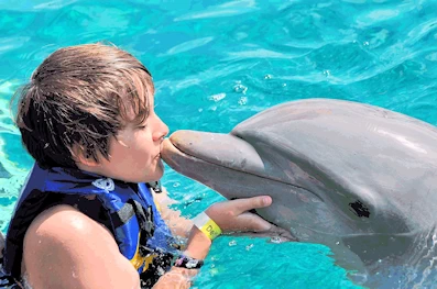 Dolphin Discovery Cozumel Island