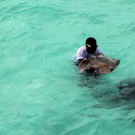 Sting Ray City