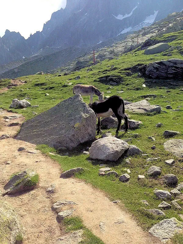 Whose Donkeys are These?