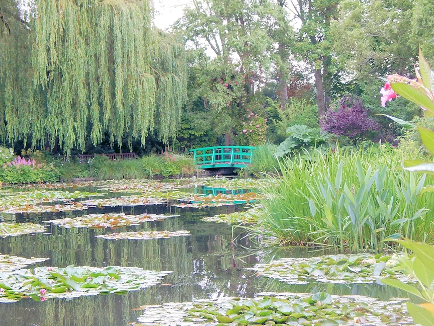 Water Lillies