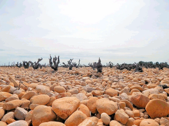 Rocks in the Vineyard