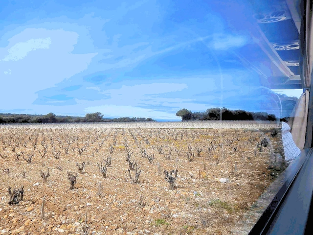 Vineyard Waiting For Warmer Weather