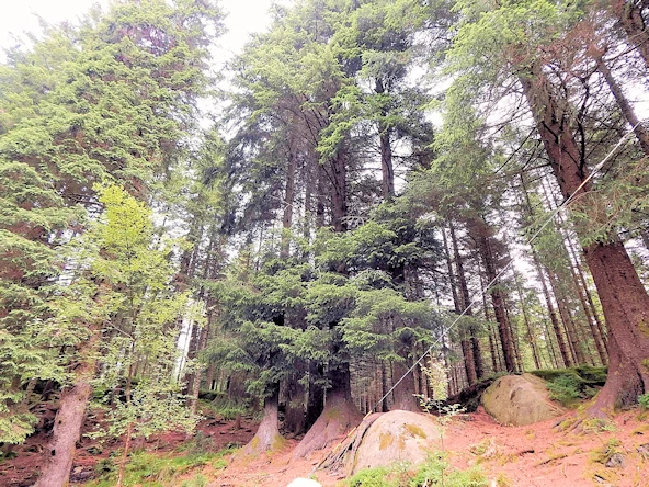 Mount Fløyen Forest