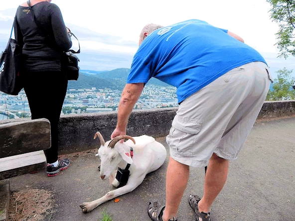Mount Fløyen Goats