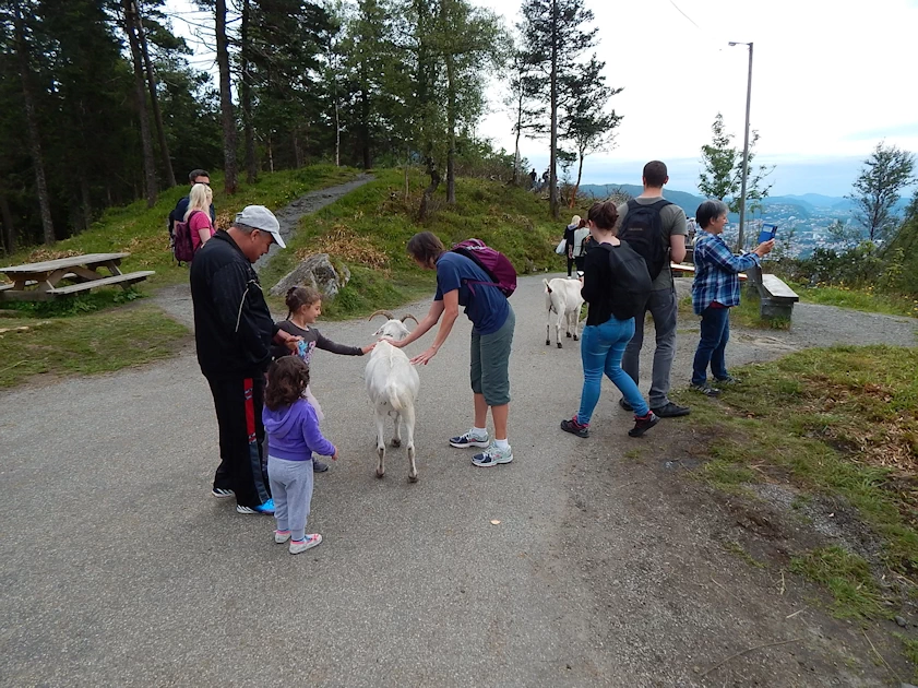 Mount Fløyen Goats