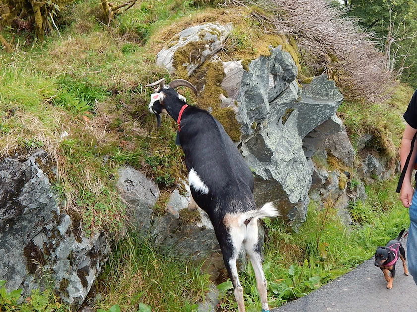 Mount Fløyen Goats