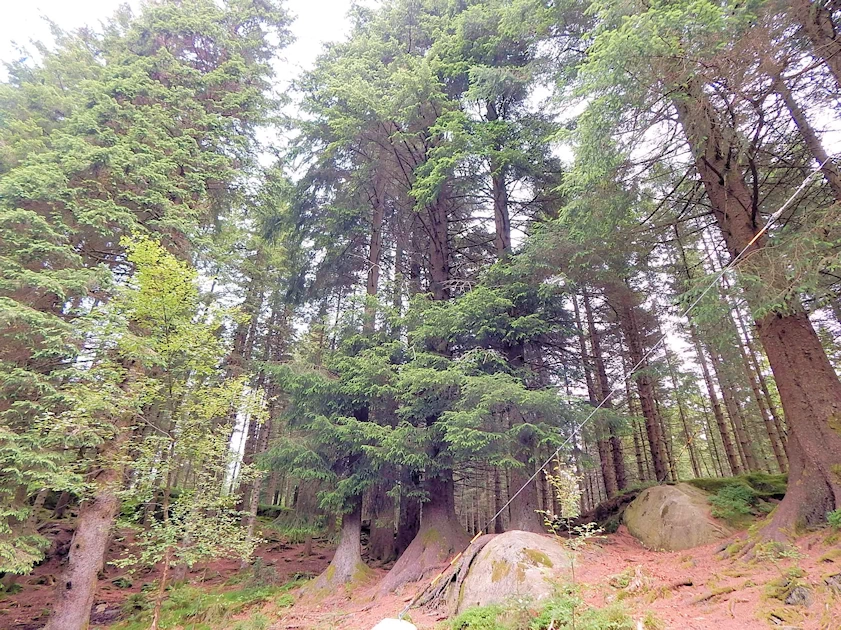 Mount Fløyen Forest