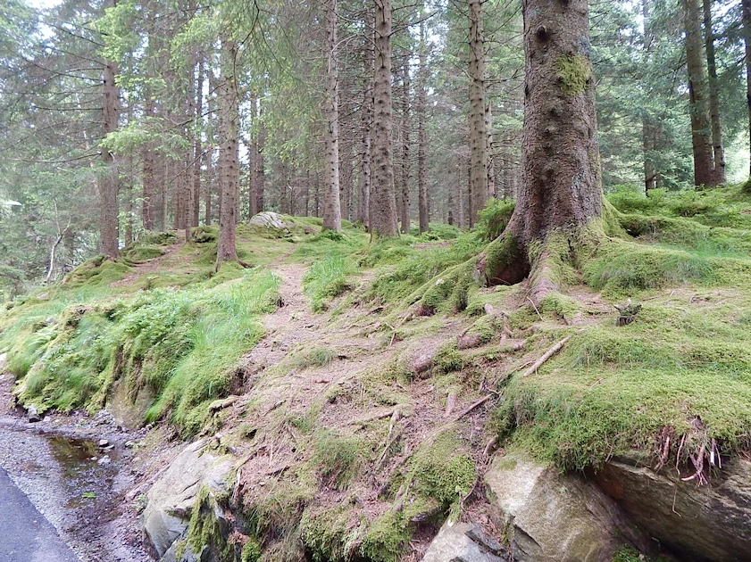 Mount Fløyen Forest
