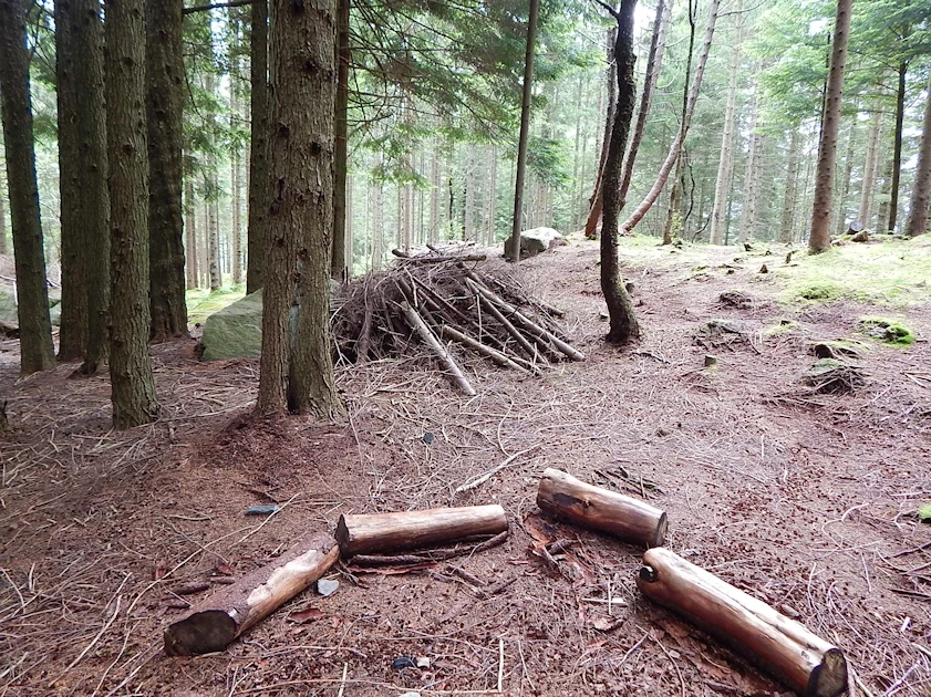 Mount Fløyen Forest