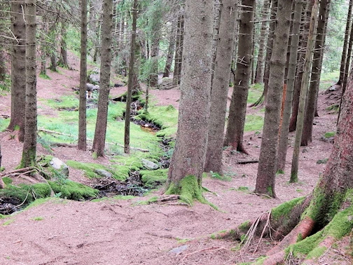 Mount Fløyen Forest