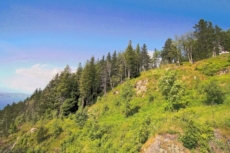 Mount Fløyen South View