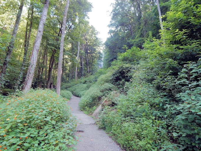 The hiking trail behind our cabin, which led us to the waterfall stairs