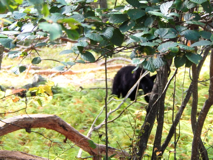 First Glimpse of the Bear