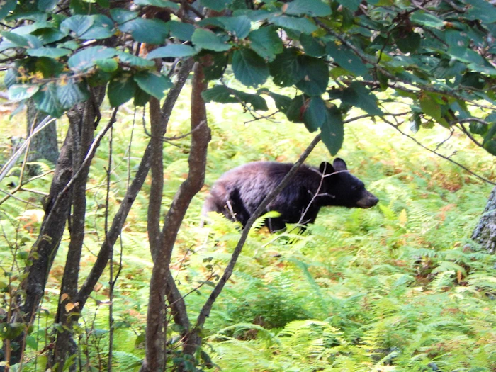 Second Glimpse of the Bear