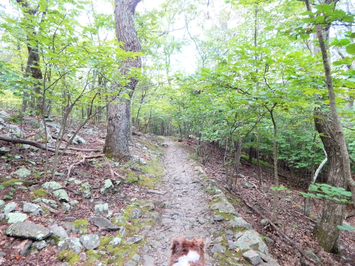 Our Dog remained vigilant!