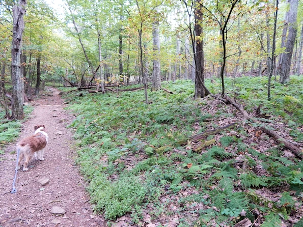 We let her off leash when possible