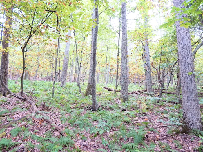 Hiking, Exploring and Enjoying the Blue Ridge Mountains