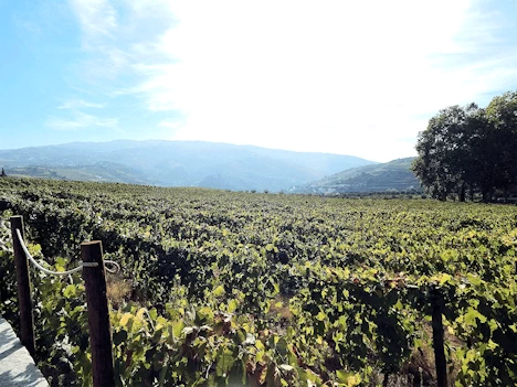 Quinta da Pacheca Winery Vineyard