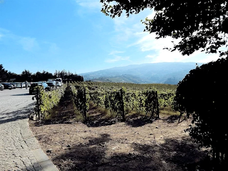 Quinta da Pacheca Winery Vineyard