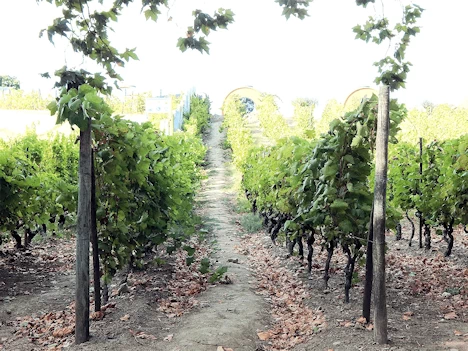 Quinta da Pacheca Winery Vineyard