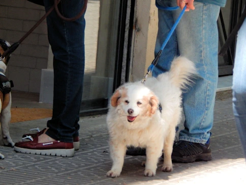 The Dogs of Barcelona