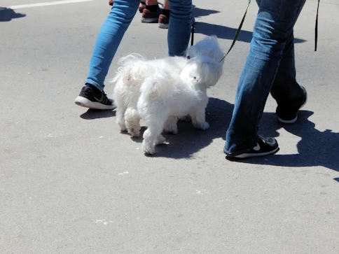 The Dogs of Barcelona