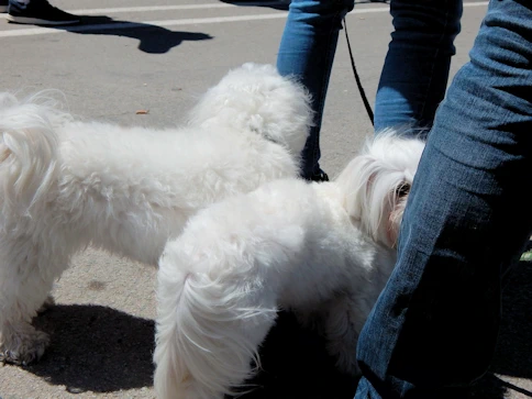 The Dogs of Barcelona