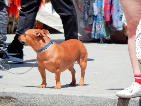 The Dogs of Barcelona