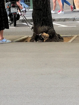 The Dogs of Barcelona