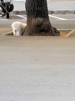 The Dogs of Barcelona
