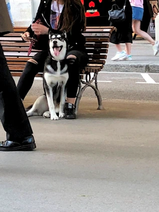 The Dogs of Barcelona