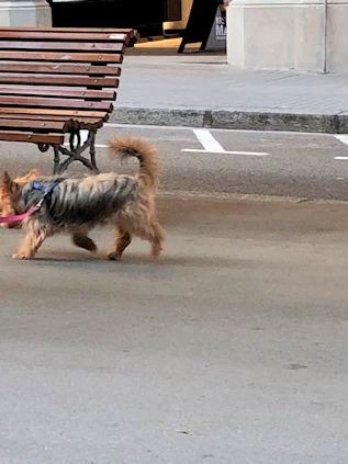 The Dogs of Barcelona