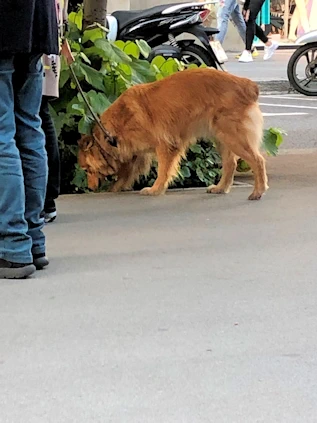 The Dogs of Barcelona