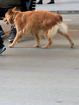 The Dogs of Barcelona