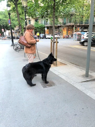 The Dogs of Barcelona